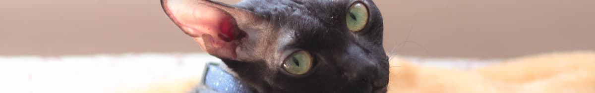 Cornish Rex