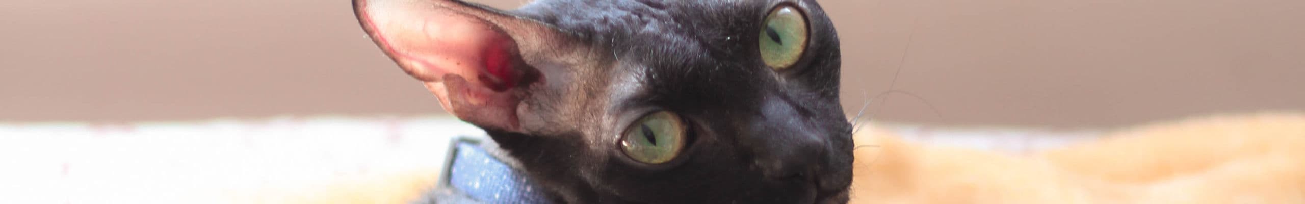 Cornish Rex iFokus