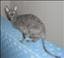 KittyCattie