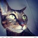 Cats4theWin